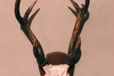 brown and black antler horn taxidermy