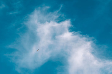 photo of white bird near cloud