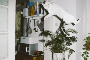 jumping cats