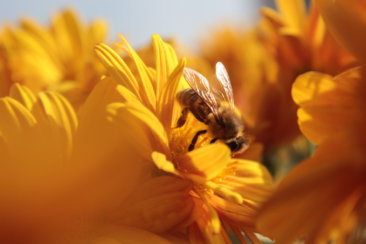 bee on flowers