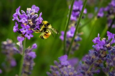macro shot photography of bee