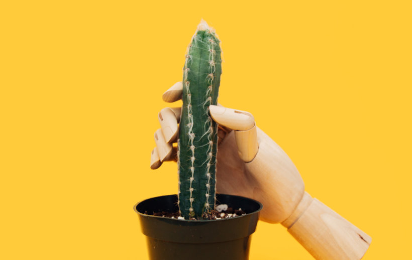 photo cactus