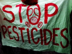 “Pause” du plan de réduc­tion des pes­ti­cides : les ONG envi­ron­ne­men­tales conster­nées – fevrier 2024
