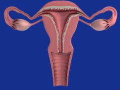 uterus, apparatus, ovaries
