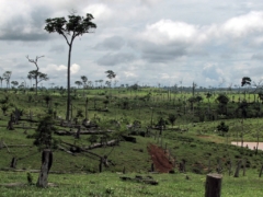 Deforestation in Capixaba, Acre, Brazil