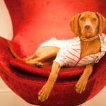 brown short coated dog lying on red and white textile
