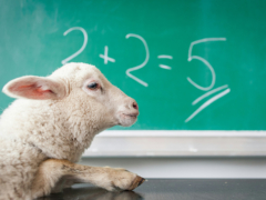 Quatre moutons inscrits dans une école en Moselle pour lutter contre la fermeture d’une classe _ MAI 2024